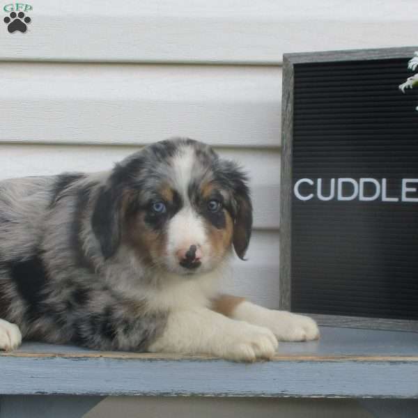 CUDDLES, Australian Shepherd Puppy